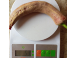 Перец острый Элефант (Elephant pepper)