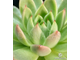 Echeveria Agavoides