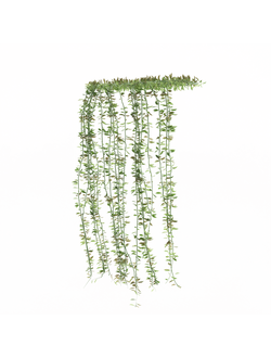 вьющиеся Вьющиеся растения leo 3