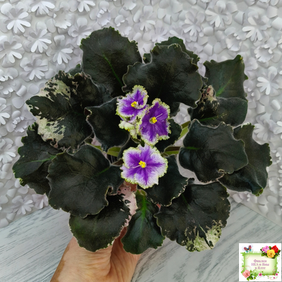 КО-Путеводная Нить (О. Кособокова) 2022 г.