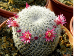 Mammillaria lanata - 5 семян