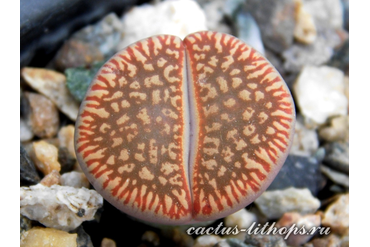 Lithops aucampiae ssp.euniceae C048