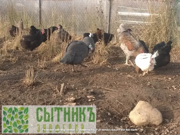 Свободный выгул цесарок и кур на ферме