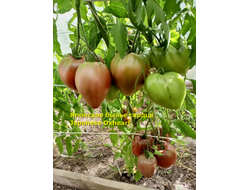 Томат Японское бычье сердце (Japanese Oxheart)