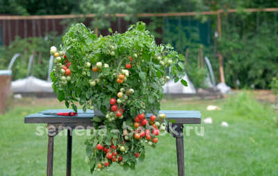 Томат ампельный Garden Pearl (Садовая Жемчужина), 10 шт