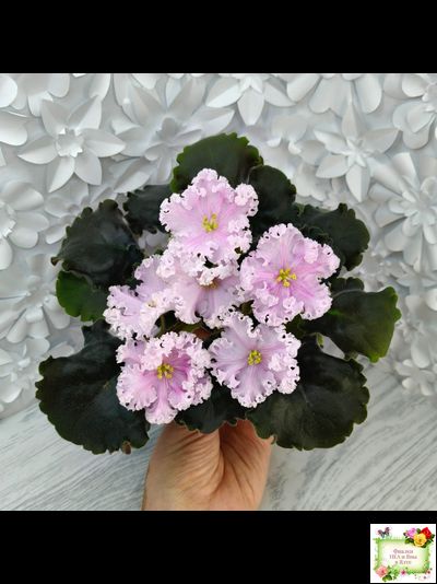 ВаТ-Любимая Внучка (Т.Валькова) 2016 г.