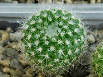 Parodia chrysacantha  (D=18-20мм)