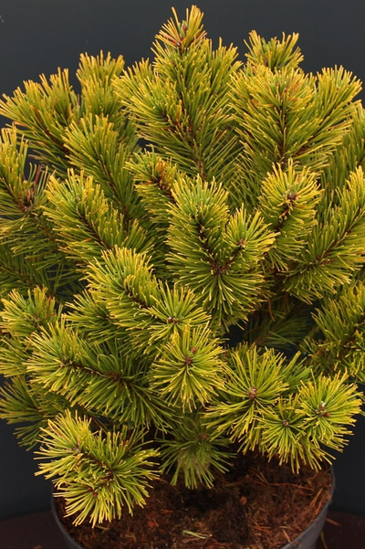 Сосна горная Winter Gold