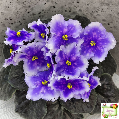 Dn-Огни Бродвея (Д. Денисенко) 2020 г.