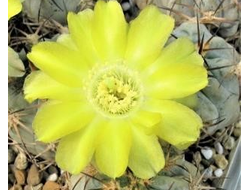 Acanthocalycium glaucum P 394 - 5 семян