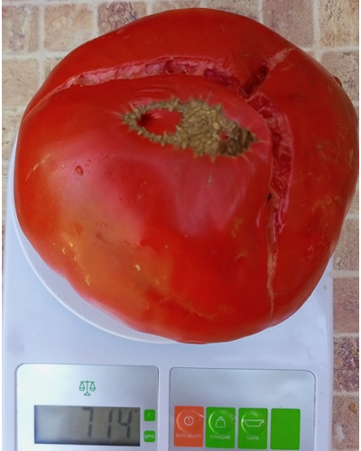 Томат Купец молодец