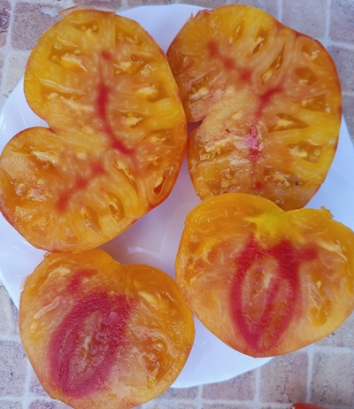 Томат Тайна Марсии (Marcy's Mystery) США