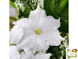 LV-Зюзя (Л. Шевелева) 2025 г. трейлер (клакамас пестролистный)