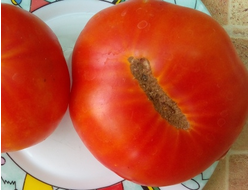 Томат Гром в горах (Thunder Mountain)