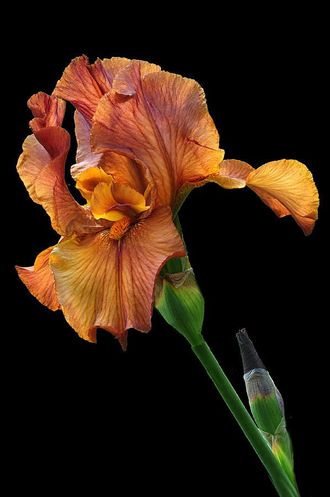 Iris res. absolute 2204545 (Natural) Firmenich 30%