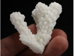 Коралл белый, коллекционный образец, Китай (52*40*33 мм, 23 г) №37698