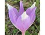 Colchicum Jarka