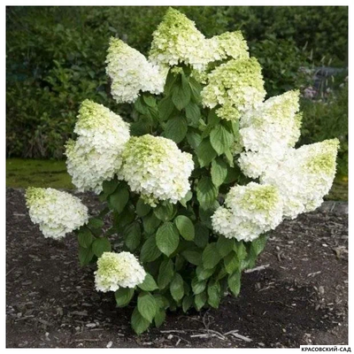 Гортензия Мэджикл Мунлайт - Magical Moonlight