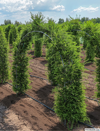 Топиар Арка из Лиственницы европейской