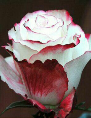 роза чайно-гибридная "свитнес"