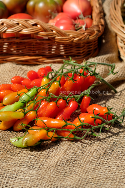 Томат Dulcita long (Сладкий Длинный), 5 шт