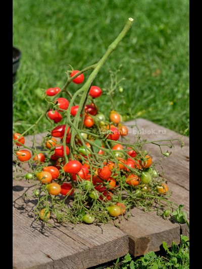 Томат Red Cluster Pear (Кисть Красных Груш), 10 шт