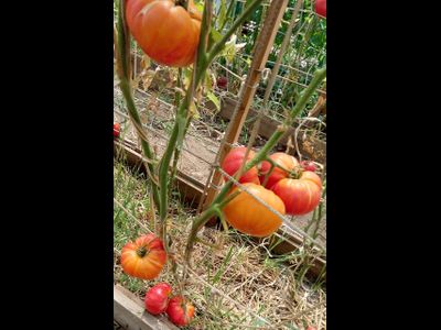 Томат Немецкий полосатый (Striped German)