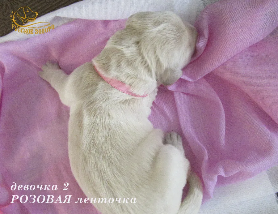 ДОМА = Девочка РОЗОВАЯ ленточка, 5 дней. ДР 28.01.20. 