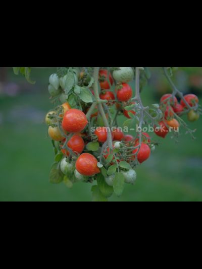 Томат Fuzzy Wuzzy (Фузи Вузи), 10 шт