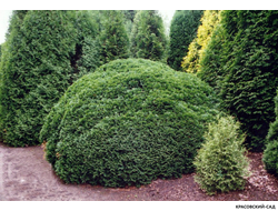 Туя Рекурвата - Recurvata