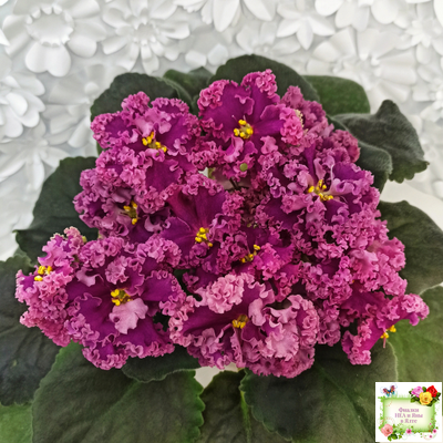 ЛФ-Дарья (Л.Федосеева) 2017 г. (пасынок укоренённый)