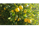 Лимон (Citrus limon) Сицилия, 5 мл - 100% натуральное эфирное масло