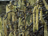 Конторта лещина обыкновенная (Corylus avellana Contorta)