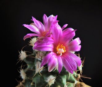 Turbinicarpus nikolae - 5 семян