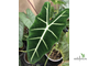 Alocasia Micholitziana 'Frydek' / Алоказия Мишольца Фрайдек