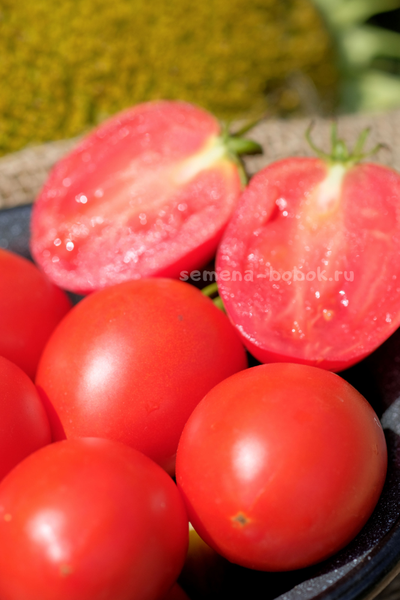 Томат Dwarf Sneaky Sauce (Гном для соуса), 10 шт