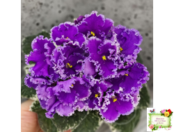 Dn-Юная Француженка (Д. Денисенко) 2016 г.