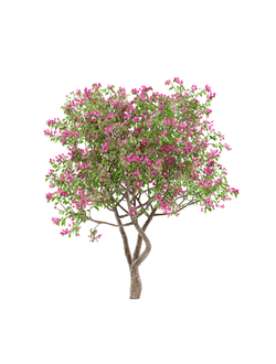 тропические Бугенвиллия 007