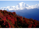 Рододендрон древесный (Rhododendron anthopogon), цветки, 1 г - 100% натуральное эфирное масло