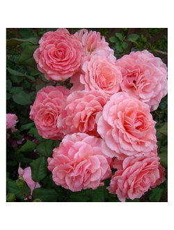 Тиклд пинк(Tickled Pink)