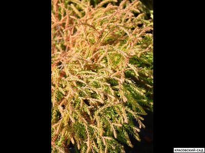 Туя Голден Таффет - Golden Tuffet