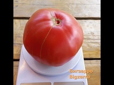 Томат  Бигзарро (Bigzarro), США