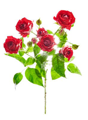 Розы Кустовые Красные (до 80 см) Россия