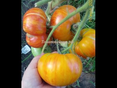 Томат Король красоты (Beauty King)