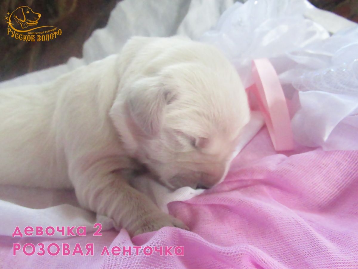Русское Золото Шелен Белла, сука, розовая ленточка, 5 дней
