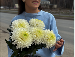 Хризантема одиночная