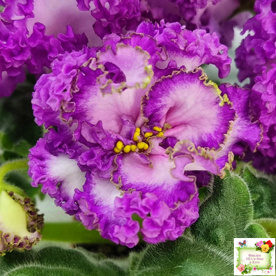 ПТ-Принцесса Ясмин (Т. Пугачева) 2019 г.