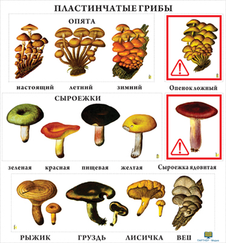 Грибы  (10 шт), комплект кодотранспарантов (фолий, прозрачных пленок)