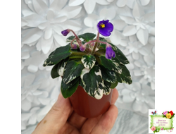 Н-Синий Лён (Н. Бердникова) 2015 г. трейлер