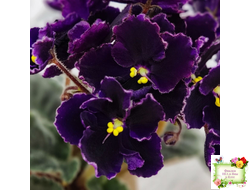 Mac's Black Pearl (G.McDonald) (лист посажен 01.11.25)